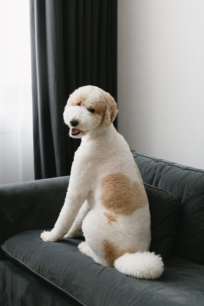 Couple getting ready together with their dog at a Portland hotel on their wedding morning

